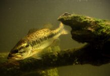 The black bass, an invader of our rivers