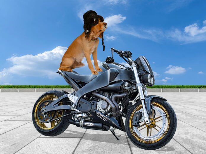 perro-moto_