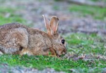 How did the rabbit invasion in Australia come about?
