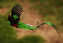 The sinuous flight of the quetzal (Muy Animal)