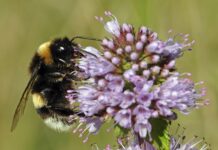 Climate change affects bees