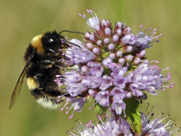 bombus-abeja_-silvestre