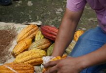 Hershey Mexico has been supporting the country's cocoa sector for 10 years