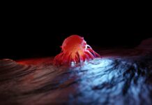 Nitric oxide: a molecule with a thousand faces