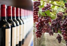 Avoiding a crisis: drought in Monterrey echoes among winemakers