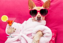 Perrhijos y gathijos: Singles and households without children detonate new services and products for pets in Mexico