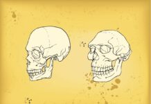 A small genetic mutation made us smarter than Neanderthals