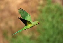 The introduction bias: when a species changes during the invasion