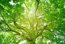 Plants use 9.4 quadrillion watt-hours of energy a year to suck up sap