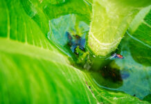 They find microplastics in the water that accumulates in the leaves of some plants
