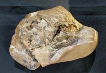 They find the oldest heart in history (it is 380 million years old)