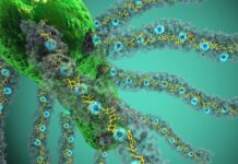 Scientists discover bacteria that can use light to 'breathe' electricity