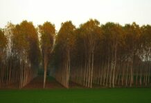 What impacts does tree monoculture have?