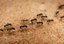 Calculate the number of ants on Earth