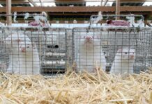 Denmark is breeding mink again after exterminating them all