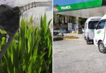 Biofuels: What they are and why they did not work in Mexico