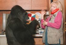 Can a gorilla really speak sign language?