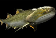 An armored shark is our oldest jawed ancestor