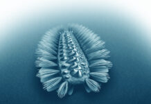 They discover a strange armored worm that lived 518 million years ago