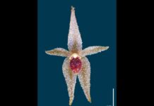 They discover a new species of mini orchid in Peru