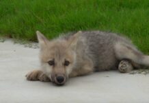 World's first cloned arctic wolf born in China