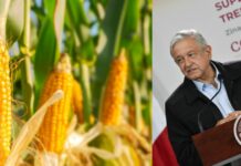 AMLO promised not to import transgenic corn. This has done about it