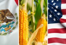 Again: Now the US will pressure Mexico for the ban on transgenic corn
