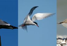 Three species of birds that we can find on the beach