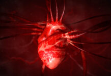 Oxytocin could help repair the heart after injury