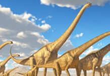 Titanosaur: this was the offspring of the largest known dinosaur