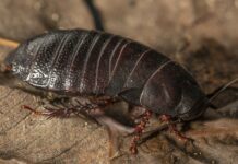 They rediscover a cockroach that was thought extinct for almost a century