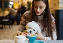 Is your best friend hungry or bored? Restaurants and cinemas already offer menus and functions for dogs
