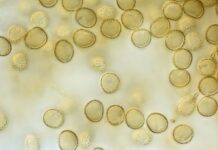 How does a 'zombie' bacterium come back to life?