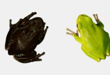 Mutant frogs in Chernobyl, decades after the nuclear accident