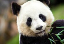 The increase in the population of panda bears drives away the ghost of extinction