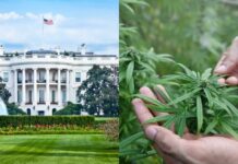 Is the United States about to legalize marijuana nationwide?