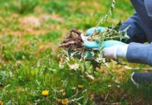 The 'weeds' are not so bad
