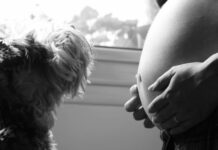 I am going to be a mother and I have a dog. How do I get my dog to accept my baby?