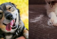 The company that invented a gadget to clean the hair of dogs and cats