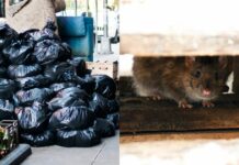 New York changes its garbage collection schedules due to a plague of rats