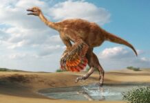 They find the remains of an ostrich-like dinosaur weighing more than 800 kilos