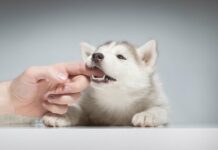 Teach your puppy not to bite your hands in a simple and practical way