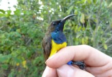 Several species of sunbirds discovered