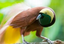 What is the origin of feathers?
