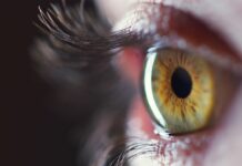 Did you know that eyes are an example of evolution?