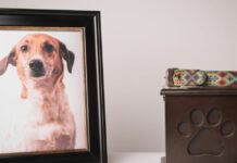 They Deserve It Too: Pet Funeral Services Are on the Rise