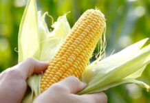 Mexico seeks agreements to import corn from the United States, Argentina and Brazil