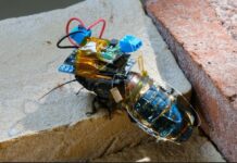 They create a cyborg cockroach that works with solar energy