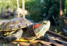 They discover that more than 50 animals that we thought were mute can speak