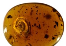 Hairy snail found in 99-million-year-old chunk of amber
